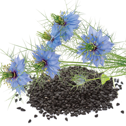 Black Seed Oil Conditioner - Black Seed Oil Enhanced
