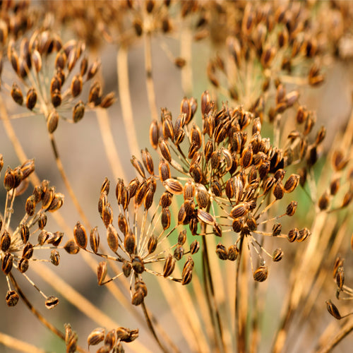 Fennel essential oil - Fenatrol