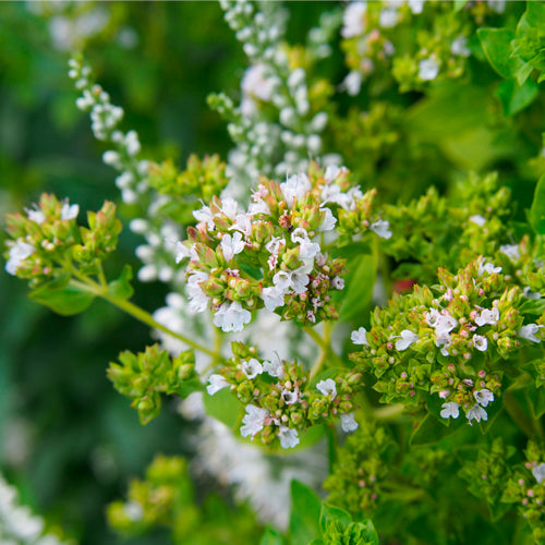 OregaUltra - Highest super strength oregano essential oil - 84% natural carvacrol