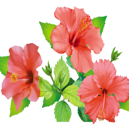 Hearty-Hibiscus Tea