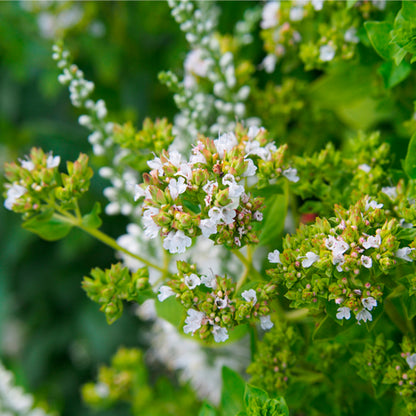 Gingerol - Ginger & oregano