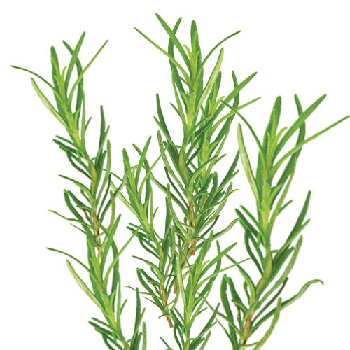 Essence of Wild Rosemary