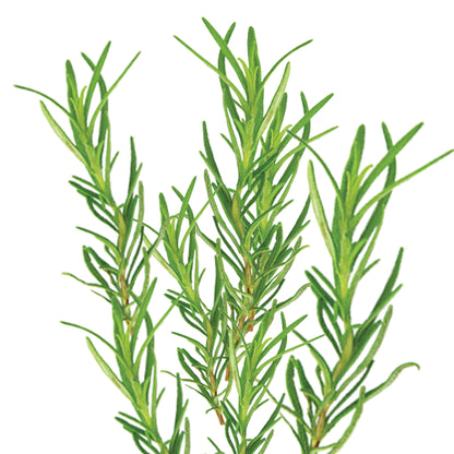 Essence of Wild Rosemary