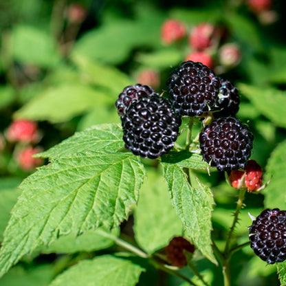 Rasberry - Raspenol  - Wild-picked & Raw